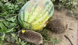 寿光网红大瓜 吃瓜视频大全完整版观看,吃瓜视频大全完整版精彩回顾