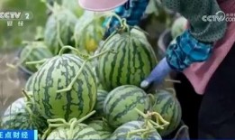 寿光网红大瓜 吃瓜视频大全完整版观看,吃瓜视频大全完整版精彩回顾