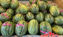 寿光网红大瓜 吃瓜视频大全完整版观看,吃瓜视频大全完整版精彩回顾